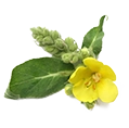 Mullein Extract for Lung Support SEO